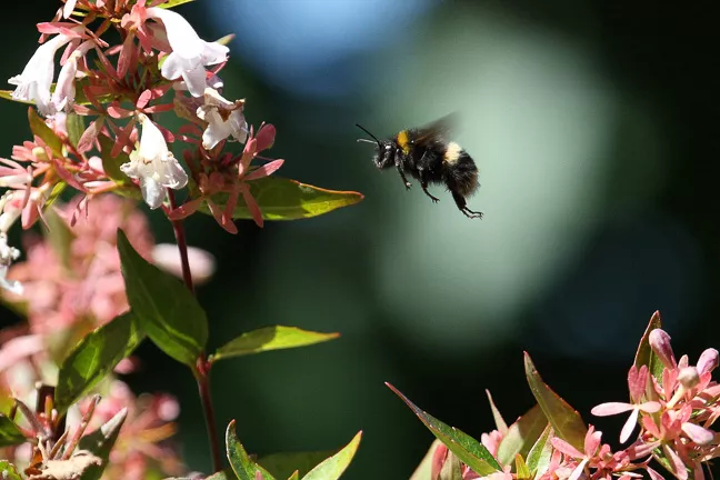 Flying bumblebee.