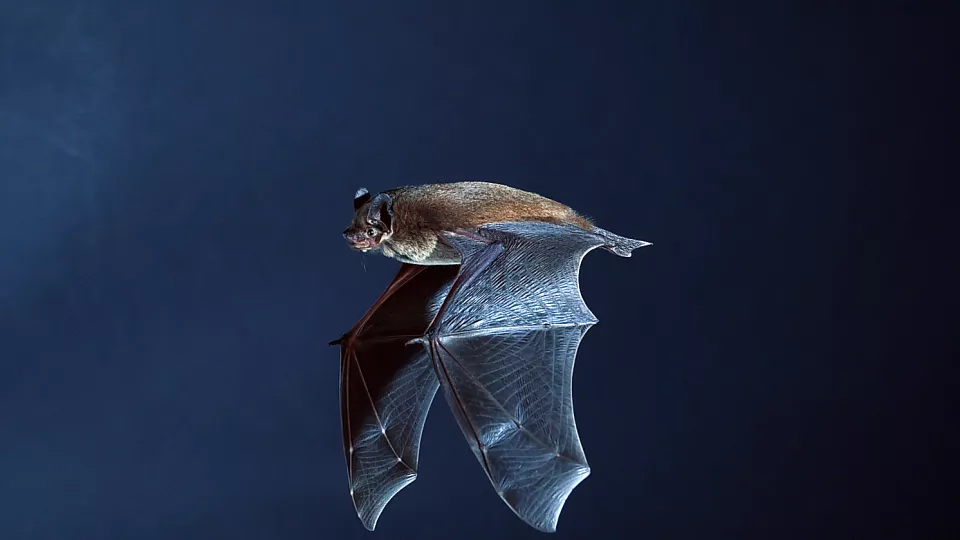 Bat in flight. Photo.