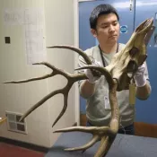A person is holding an animal skeleton. Photo.
