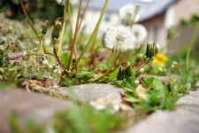 Dandelion growing between cobble stones. Photo.