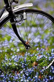 Bicycle wheel in a flower bed.