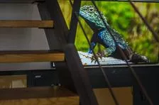 An info screen showing a lizard is seen behind a staircase.