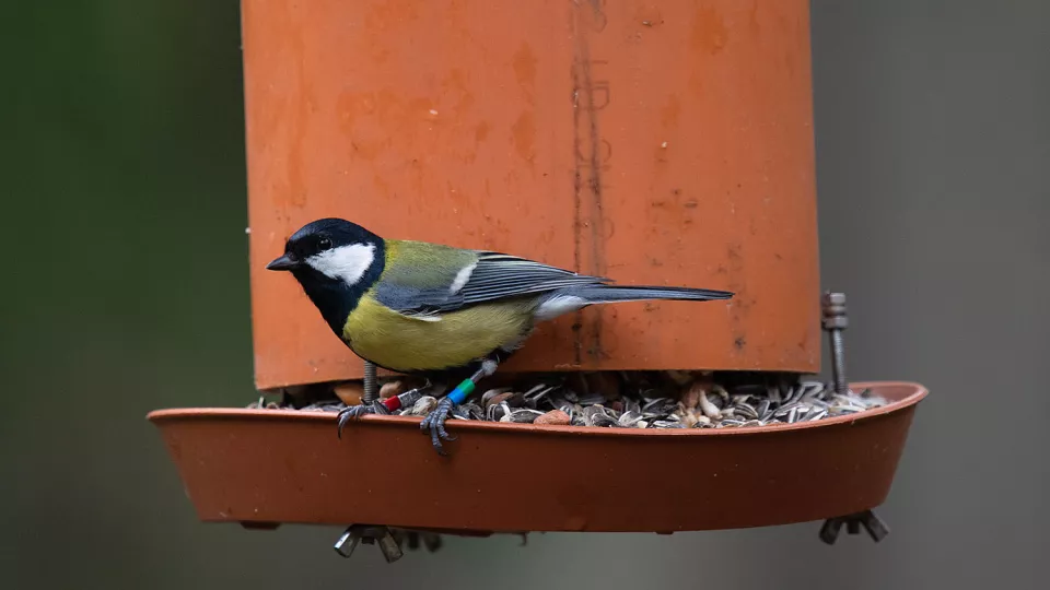 A great tit at a bird feeder. Photo.