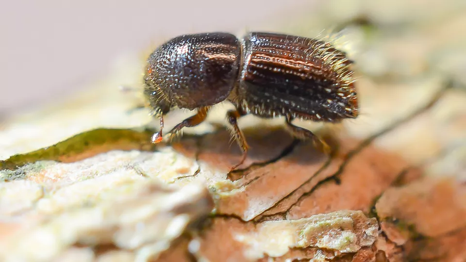 spruce bark beetle. Photo.