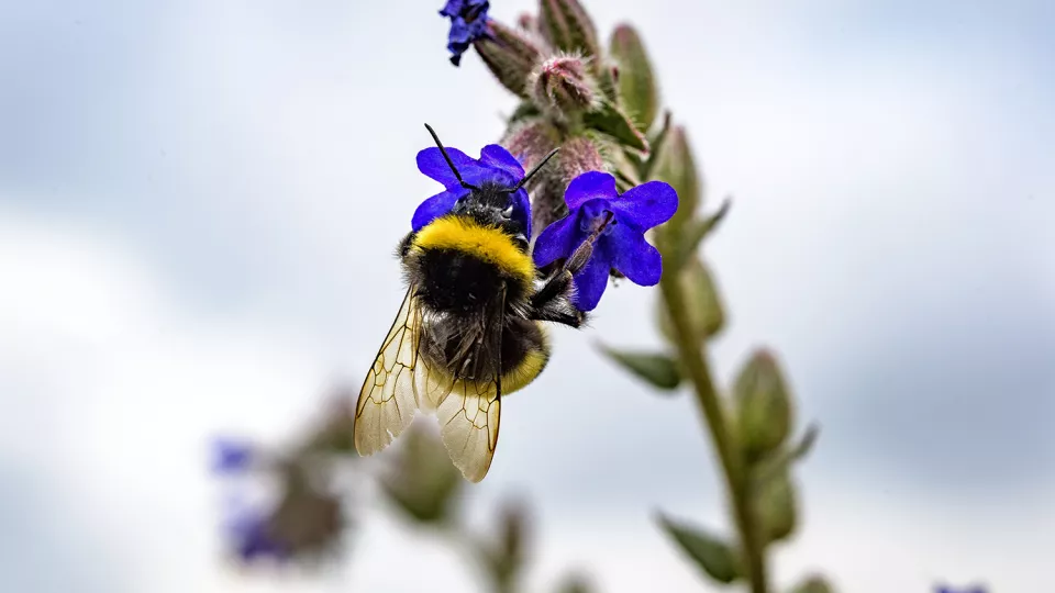 A bumblebee on a blue flower. Photo.