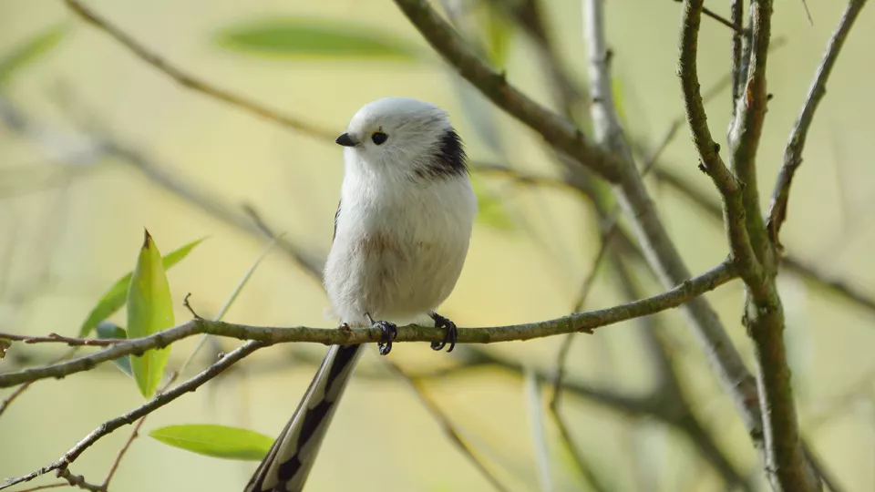 A long-tailed tit sitting on a branch. Photo.