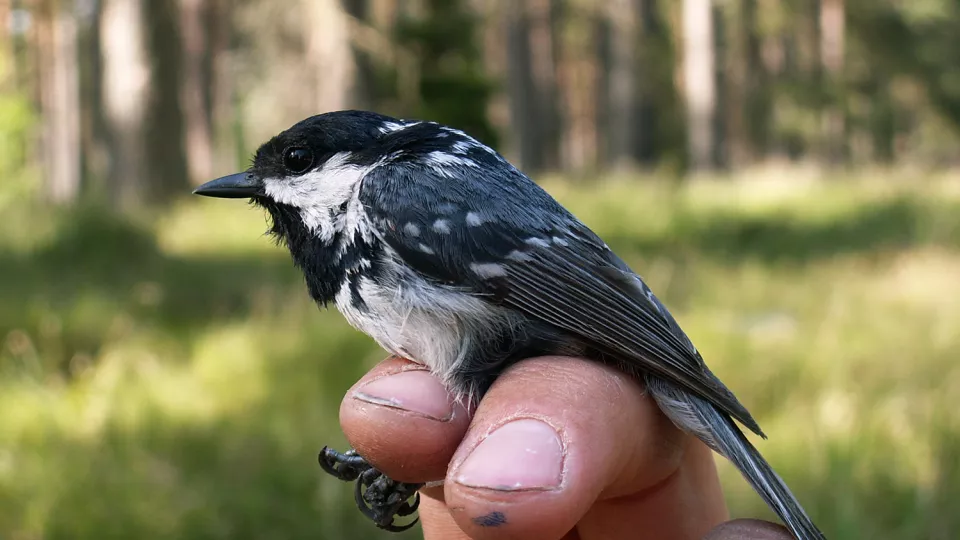 Coal tit sitting on a person's finger. Photo.