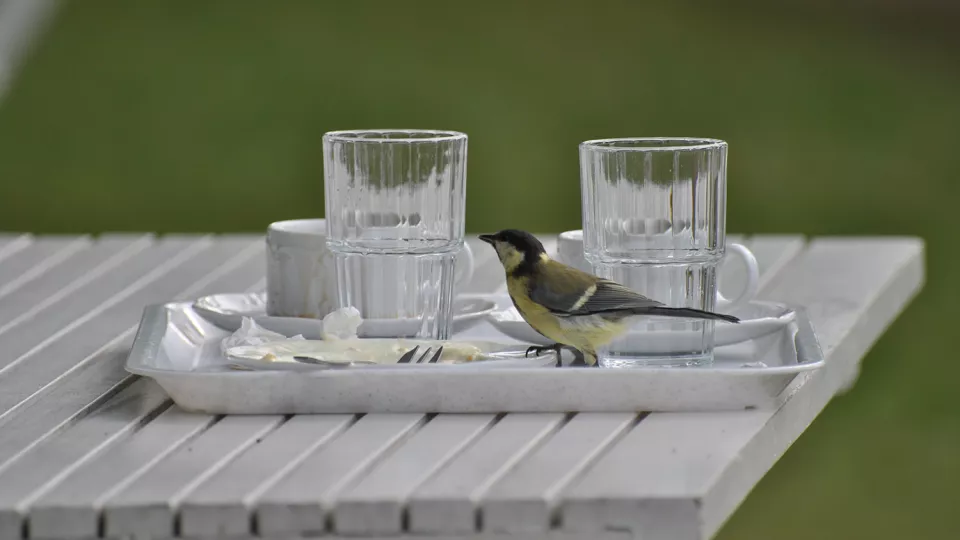 A great tit on a tray at an outdoor cafe. Photo.