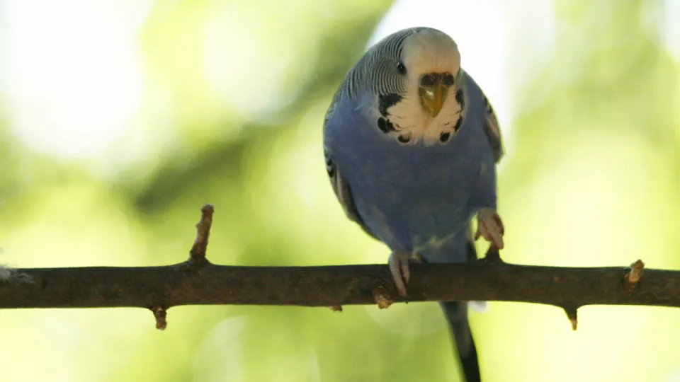 A budgie on a branch. Photo.