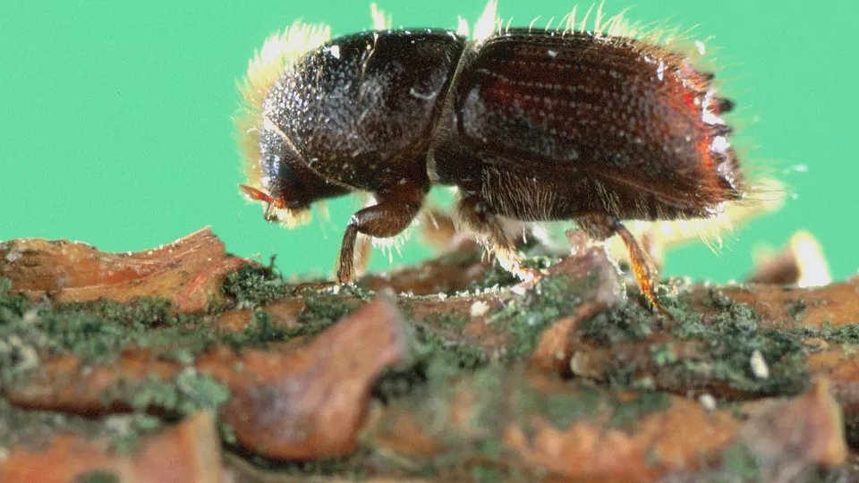 close up photo of a spruce bark beetle. Photo.