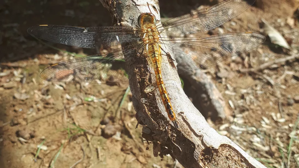 A dragonfly on a branch. Photo.