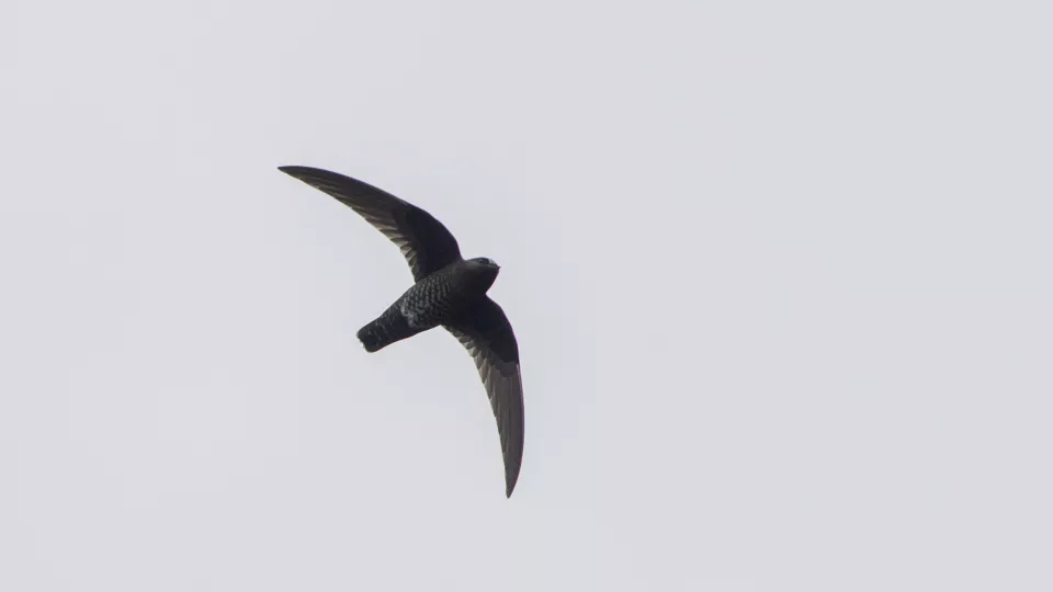 A flying bird against a grey sky. Photo.