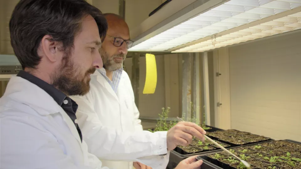 Two people studying plants in a laboratory. Photo.