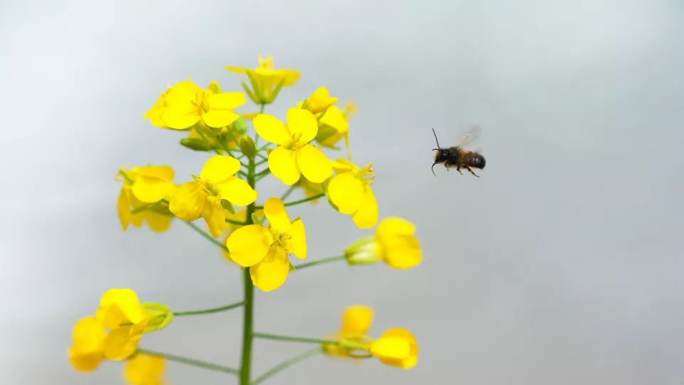 Bee flying in to a flower. Photo