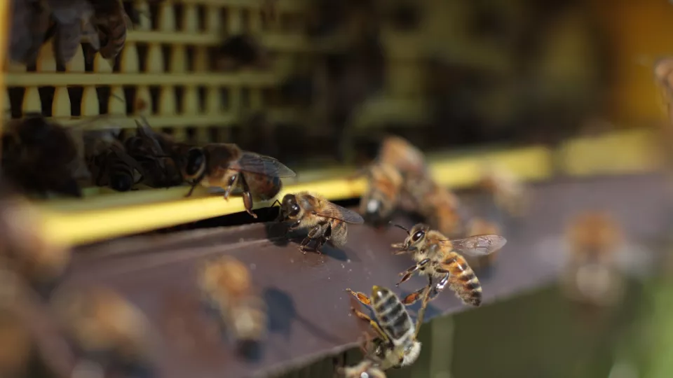 Bees swarming around a pollen trap. Photo.