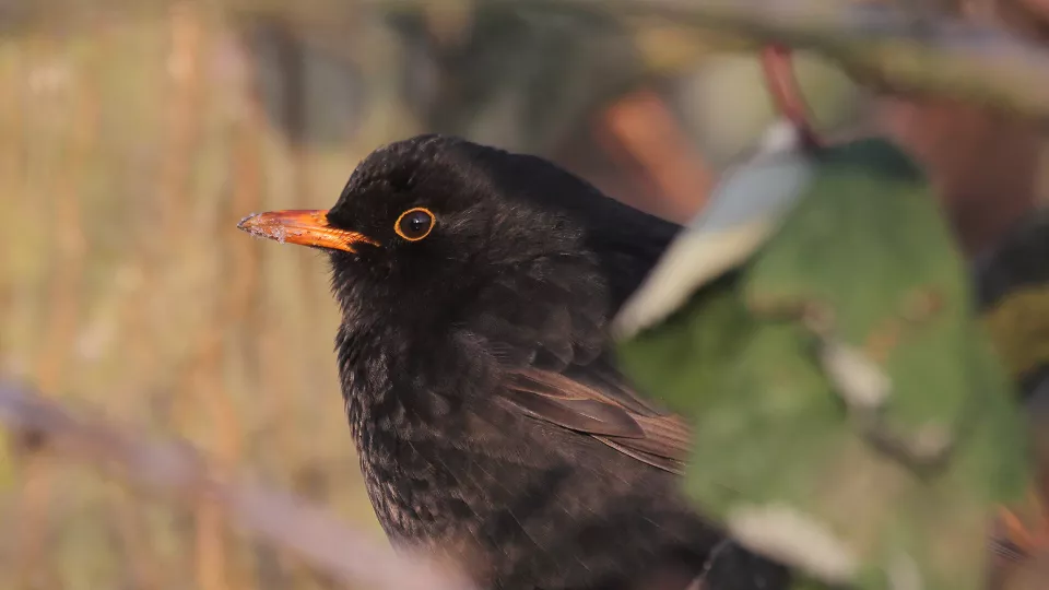 Closeup of a Blackbird. Photo.