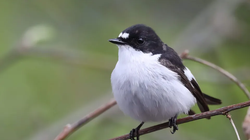 A black and white bird on a branch. Photo