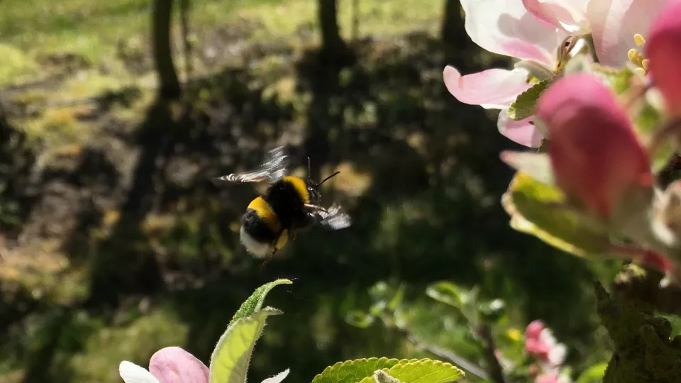 A bumble bee among apple blossoms. Photo.