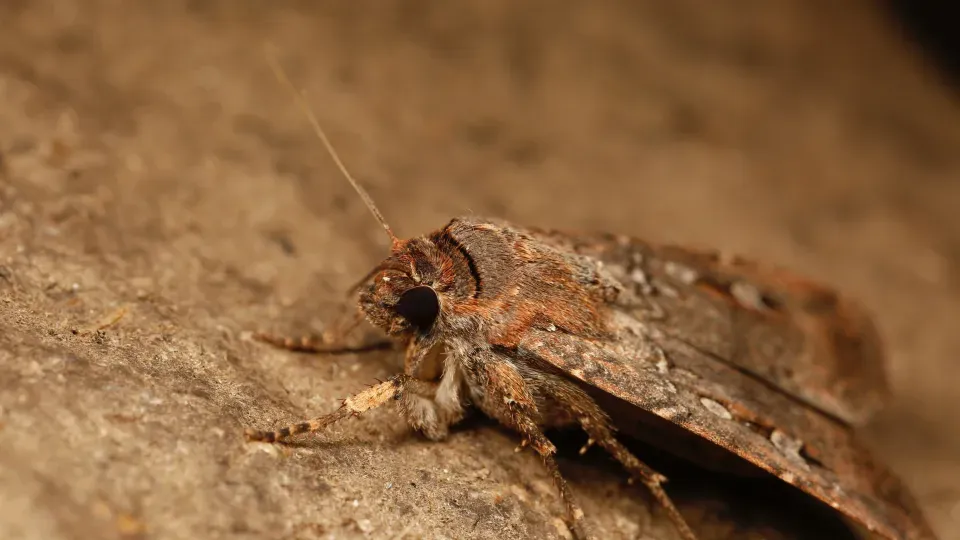 bogong moth. photo.