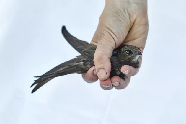 A hand is holding a bird. Photo.