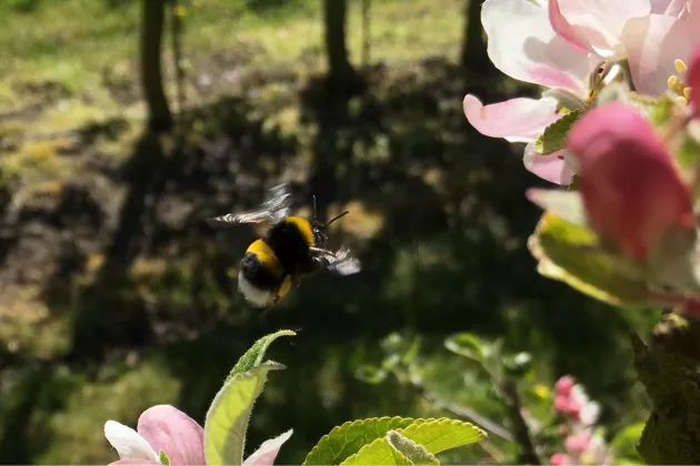 A bumble bee among apple blossoms. Photo.