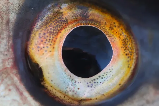 Close-up of a fish eye. Photo.