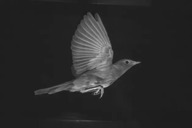 Bird in windtunnel. Photo.