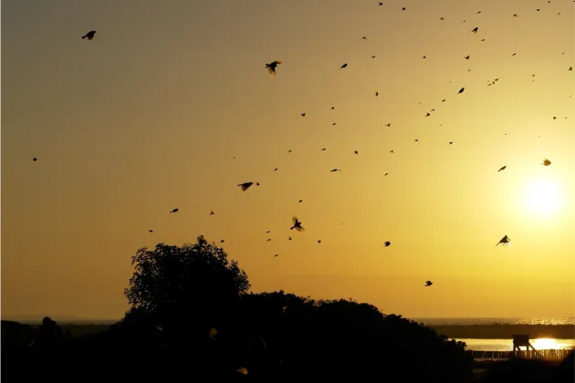 Birds against the dawn sky. Photo.