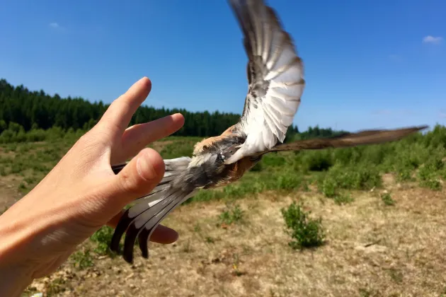 Bird released from human hand. Photo.