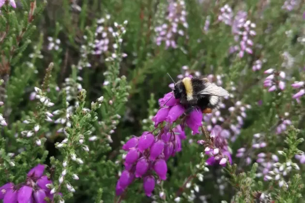 Bumble bee on a flower. Photo.