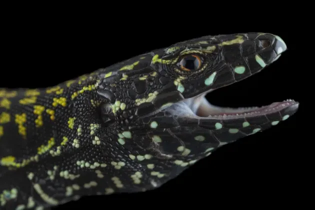 Close-up of a black lizard with green spots. Photo.