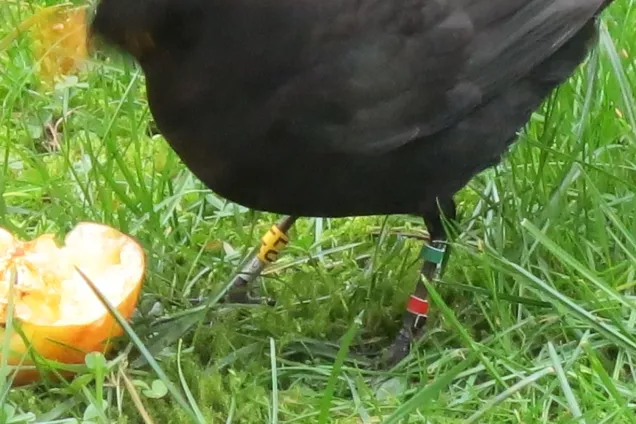 A bird, with rings on its legs, is eating an apple. Photo.
