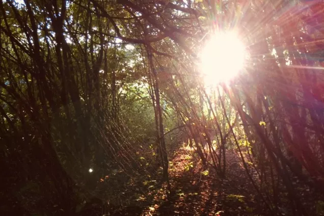 The sun is shining in a forest. Photo.