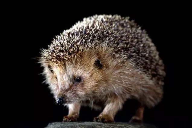A stuffed hedgehog. Photo.