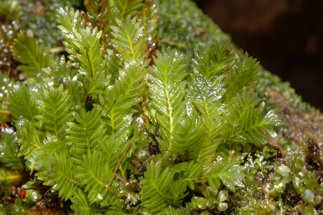 A close-up of a moss growing on a twig. Photo.