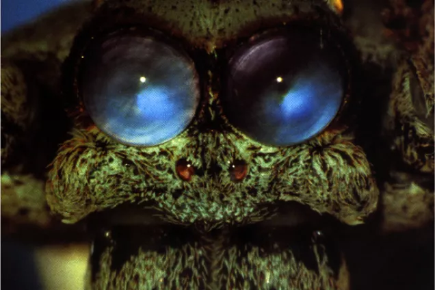 A close-up on the eyes of a spider. Photo.