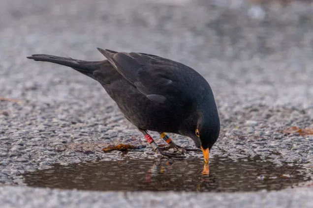 A blackbird is drinking water. Photo.