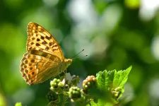 Silver-washed fritillary butterfly.