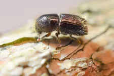 spruce bark beetle. Photo.