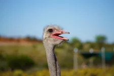 close up photo of an ostrich. Photo.
