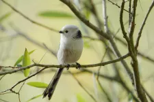 A long-tailed tit sitting on a branch. Photo.