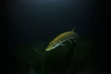 Pike swimming in dark water. Photo.