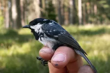 Coal tit sitting on a person's finger. Photo.