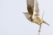 Great reed warbler flying. Photo.