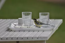 A great tit on a tray at an outdoor cafe. Photo.
