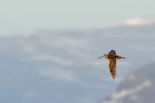 A bird in the air. Photo.