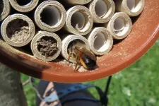 A bee at its nest. Photo.