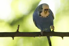 A budgie on a branch. Photo.