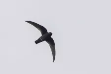 A flying bird against a grey sky. Photo.