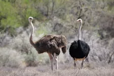 Two Ostriches in nature. Photo.